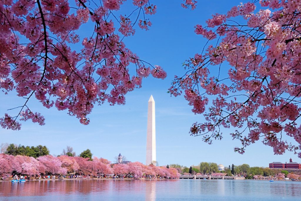 Washington DC National Cherry Blossom Festival